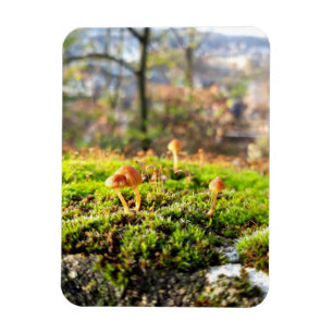 Mosses und Lichens mit winzigen Mushroom Magnet