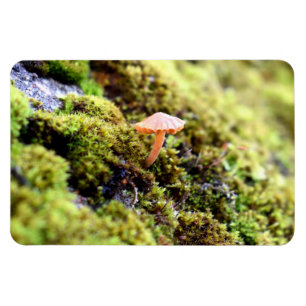 Mosses und Lichens mit winzigen Mushroom Magnet