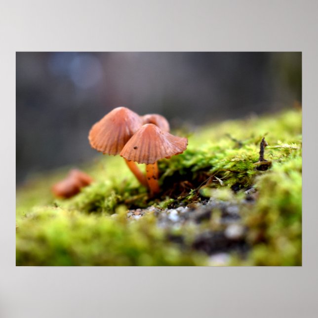 Mosses und Lichens mit winzigen Mushroom Poster (Vorne)