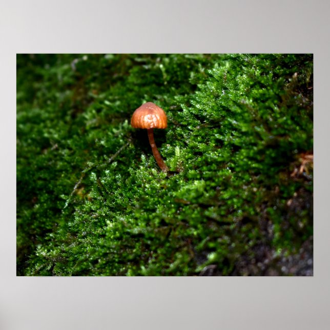 Mosses und Lichens mit winzigen Mushroom Poster (Vorne)