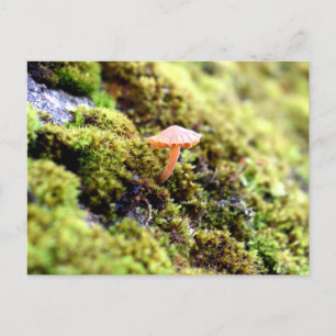 Mosses und Lichens mit winzigen Mushroom Postkarte