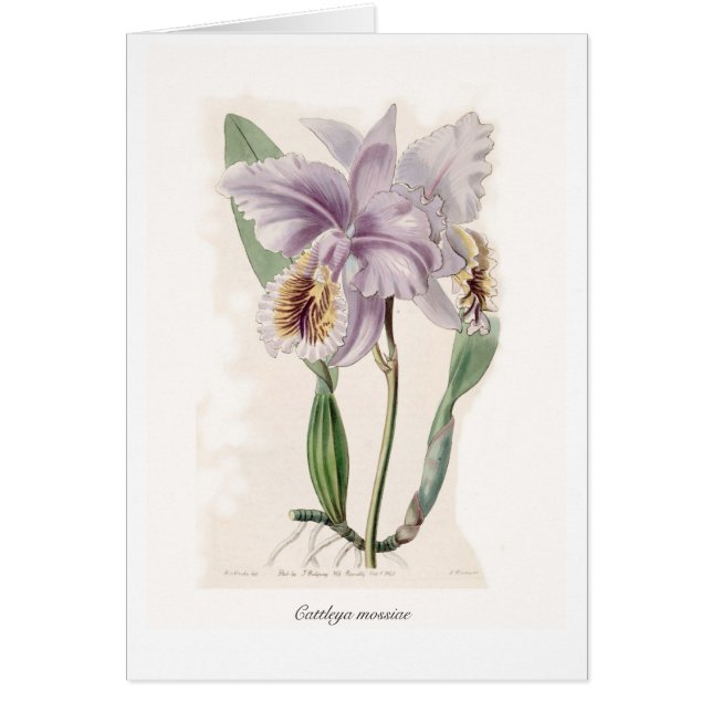 Mossiae de Cattleya (Devant)