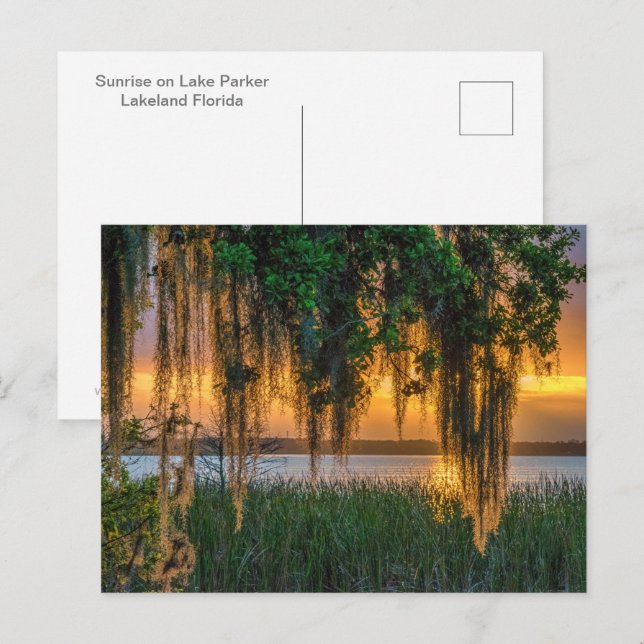 Mossy Sunrise Postkarte (Vorne/Hinten)