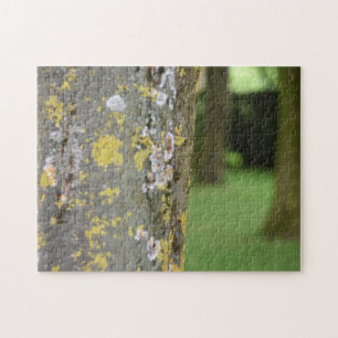 Mossy Tree Woods Nature Fotografy Garden
