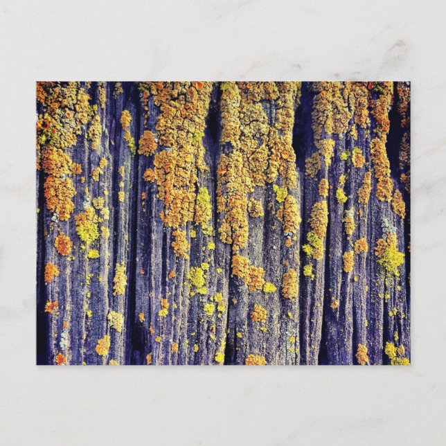 Mossy Wood Textur Postcard Postkarte (Vorderseite)