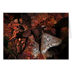 Moth