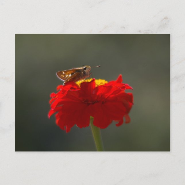 Moth and Red Zinnia Postkarte (Vorderseite)