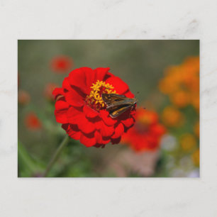 Moth and Red Zinnia Postkarte