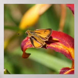 Moth auf einem Blatt Poster