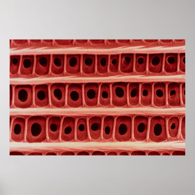 Moth - Flügelskala Poster (Vorne)