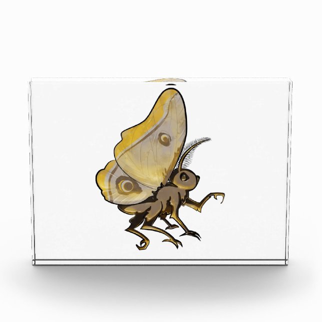 Moth Fotoblock (Vorderseite)