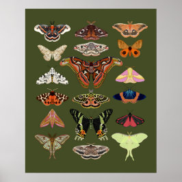 Moth illustriert Insekten Plakatkunst Poster
