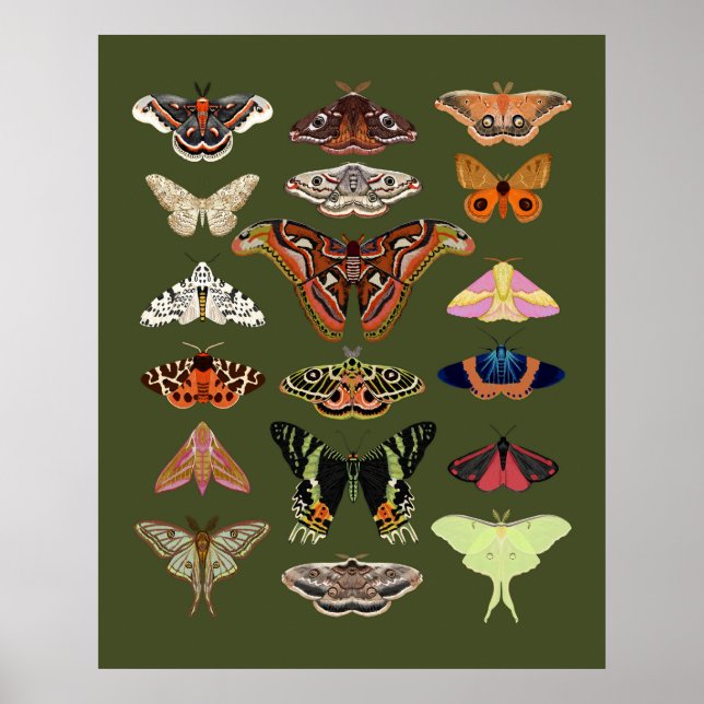 Moth illustriert Insekten Plakatkunst Poster (Vorne)