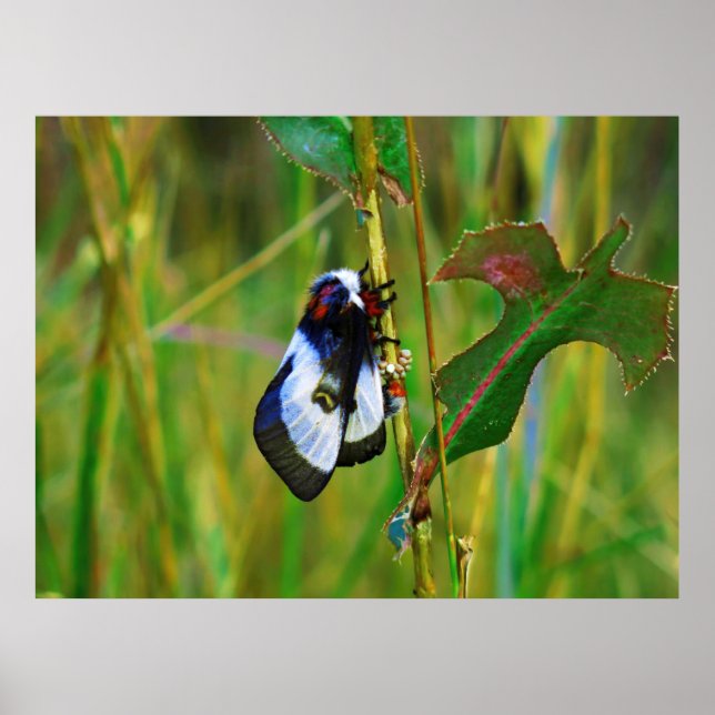 Moth Lay Eggs Poster (Vorne)