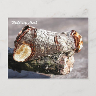 Moth Magic : Buff-tip 'brisé twig' Carte postale M