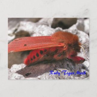 Moth Magic : Carte postale Ruby Tiger Moth