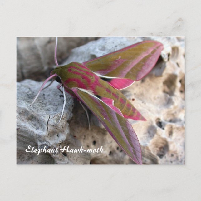 Moth Magic: Elephant Hawk-moth-Postkarte Postkarte (Vorderseite)