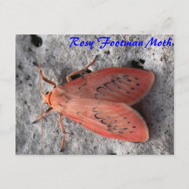 Moth Magic: Rosy Footman Moth Postcard Postkarte (Vorderseite)