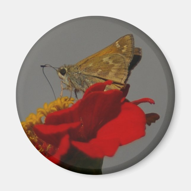 Moth Magnet (Vorne)