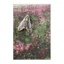 Moth mit Lichen