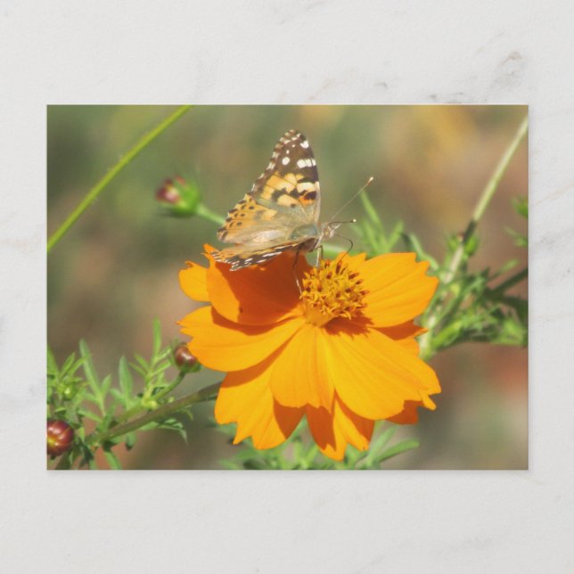 Moth on Yellow Blume Postkarte (Vorderseite)