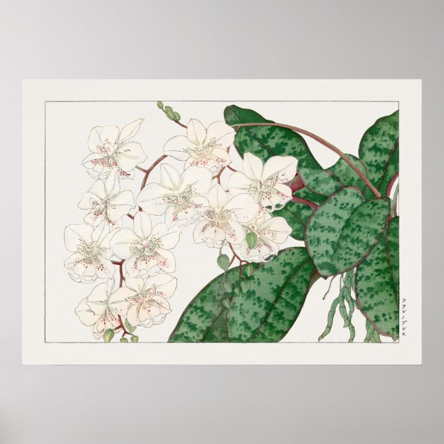 Moth Orchid Blume, Phalaenopsis, Tanigami Konan, Poster (Vorne)