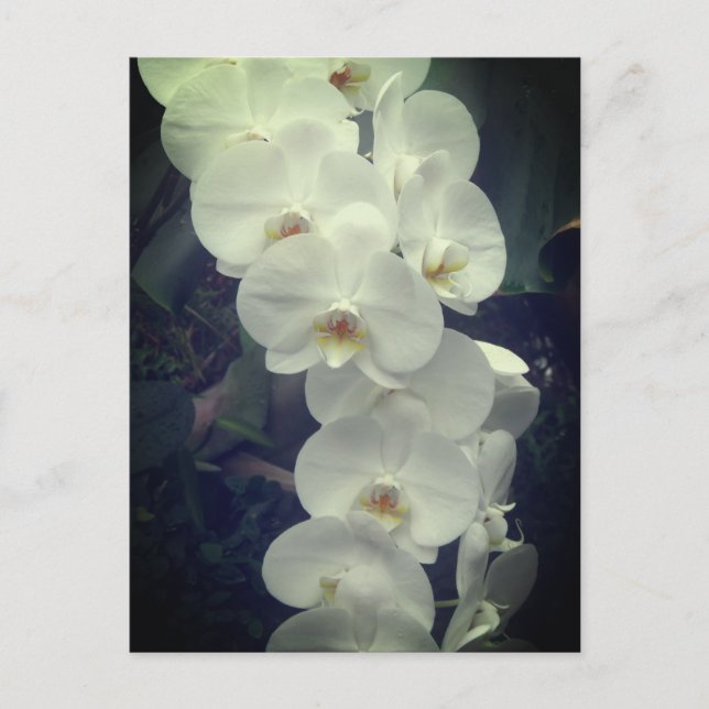 Moth Orchid Postkarte (Vorderseite)