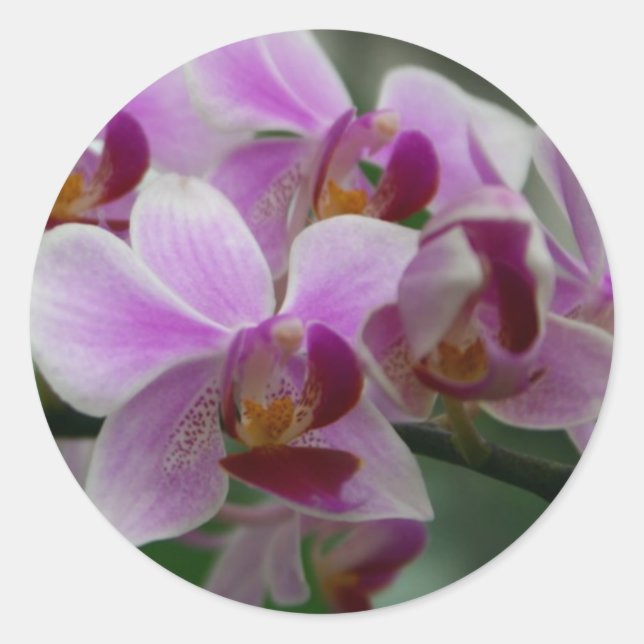 Moth Orchid Runder Aufkleber (Vorderseite)