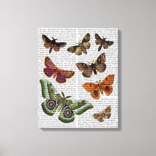 Moth Plate 2 Leinwanddruck (Vorderseite)