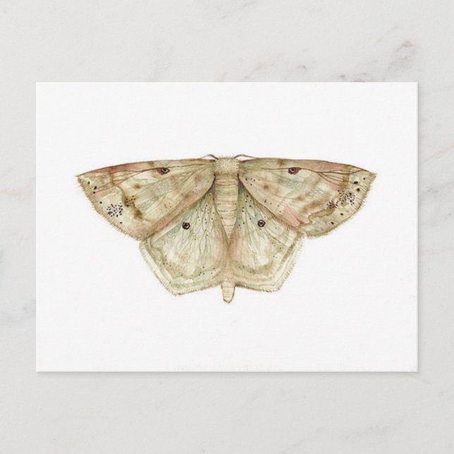 Moth Postcard Postkarte (Vorderseite)