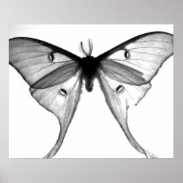 Moth Poster