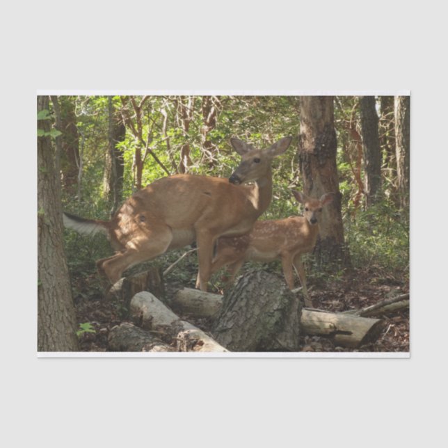 Mother and Baby Deer at Shenandoah National Park Seidenpapier (Vorderseite)