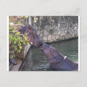 Mother and Baby Hippo Greeting Postkarte