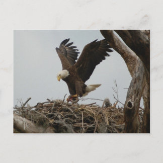 Mother Bald Eagle Postkarte