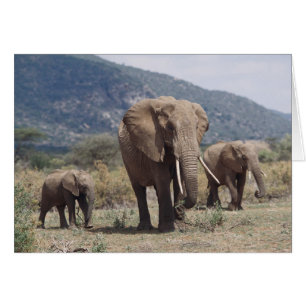Mother éléphant walking with elephant calf