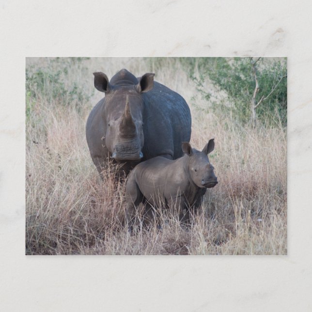 Mother Love - Carte postale style Rhino (Devant)