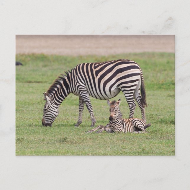 Mother Zebra with Newborn Colt Postkarte (Vorderseite)