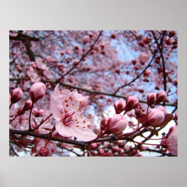 MOTHERDAY GIFTS Frühjahrsblüten Kunstdrucke Poster (Vorne)