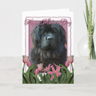 Mothers Day - Pink Tulips - Newfoundland Karte