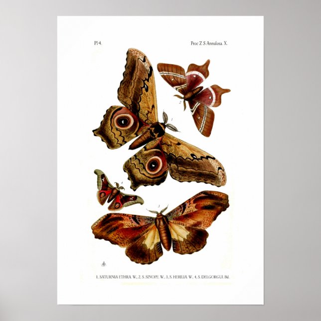Moths Poster (Vorne)