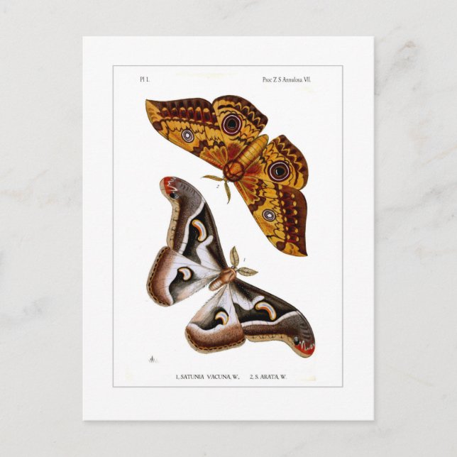 Moths Postkarte (Vorderseite)