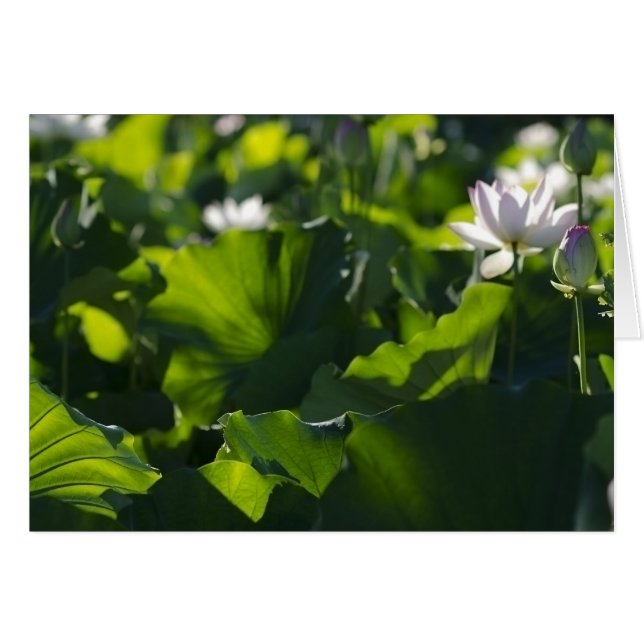 Motifs d'ombre (Devant horizontal)