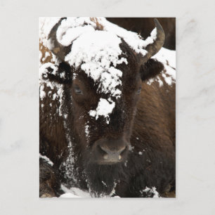 Motiv: Bison Covered in Snow Feiertagspostkarte