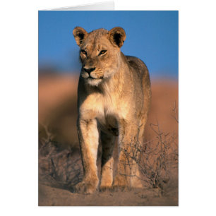 Motiv: Of Lioness (Panthera Leo)