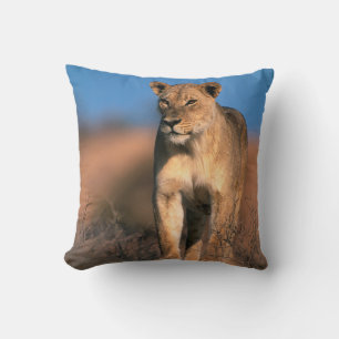 Motiv: Of Lioness (Panthera Leo) Kissen