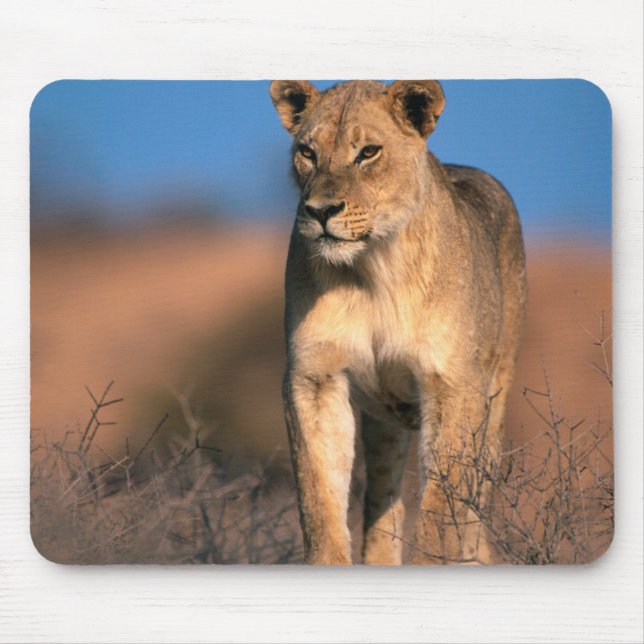 Motiv: Of Lioness (Panthera Leo) Mousepad (Vorne)
