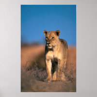 Motiv: Of Lioness (Panthera Leo)