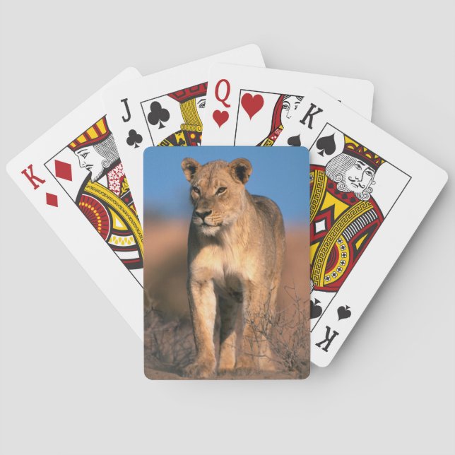 Motiv: Of Lioness (Panthera Leo) Spielkarten (Rückseite)