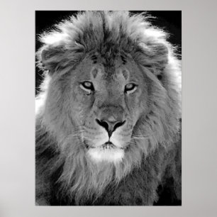Motivierend Führungslion Schwarz/Weiß Poster