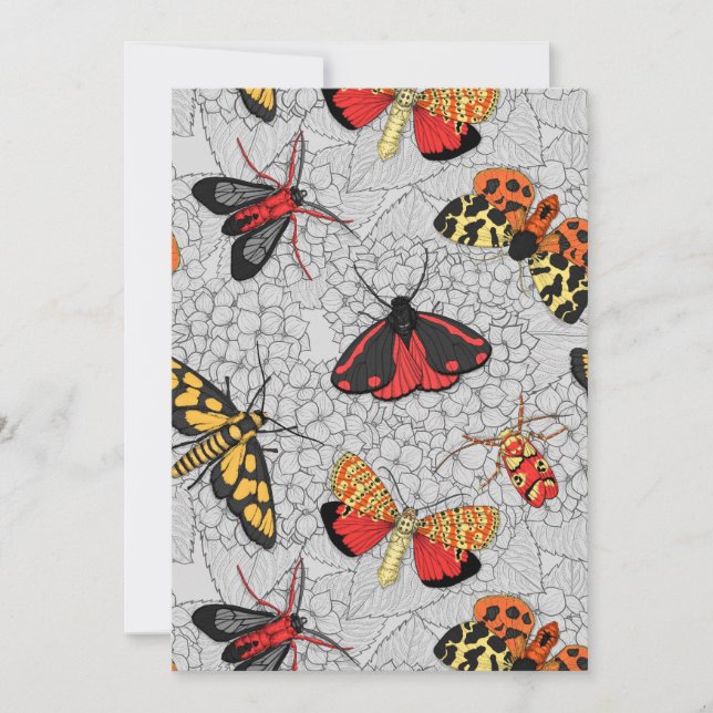 Motten auf Hydrangea (Vorderseite)